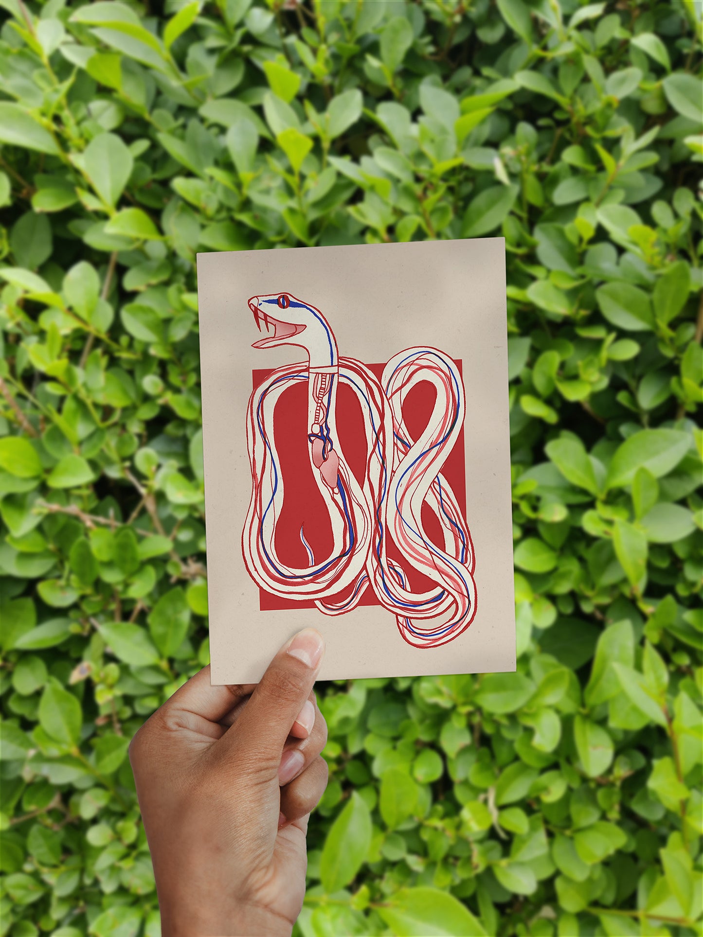 Snake Organs // Postcard